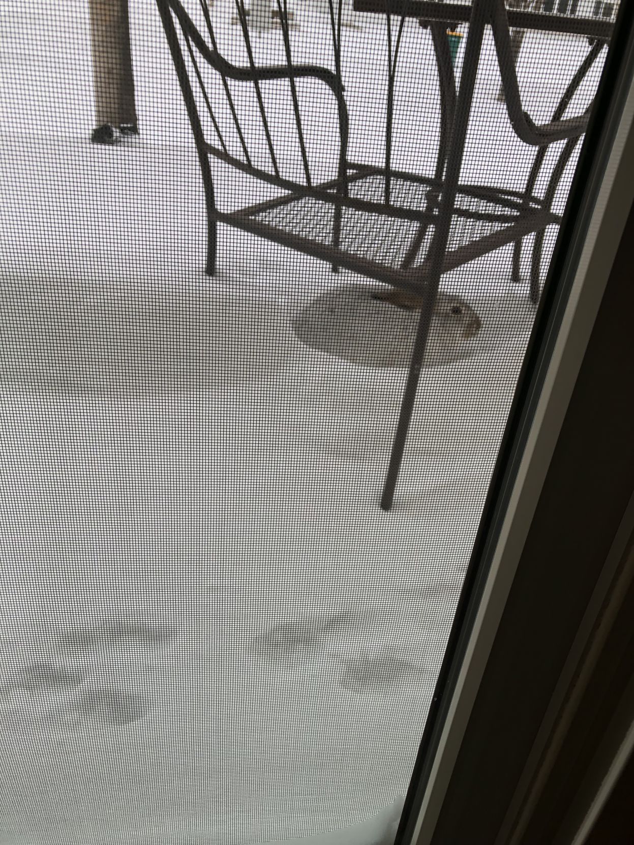 Rabbit trying to keep warm